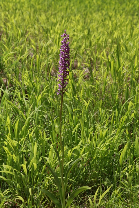 IMG_0711テガタチドリ