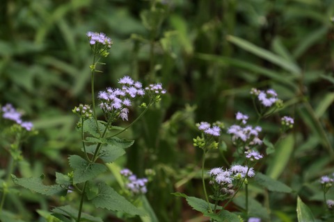 IMG_1615コノクリニウム