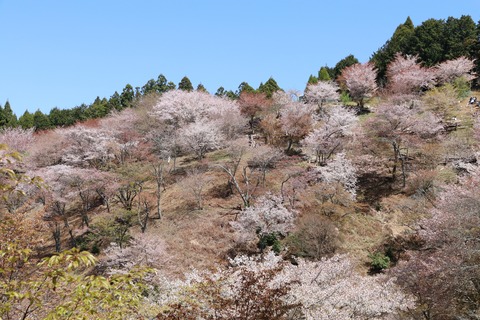 IMG_8651上千本