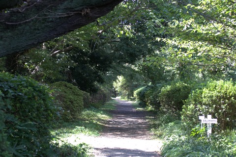 IMG_1987小石川植物園