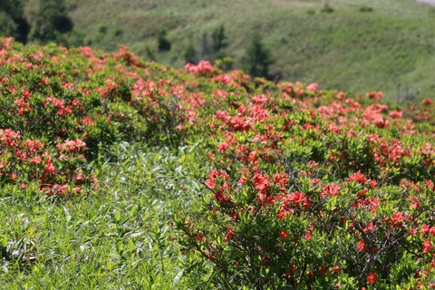 IMG_9927武石峰麓