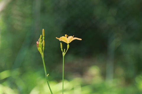IMG_0483ヒオウギ