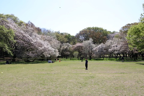 IMG_8003砧公園