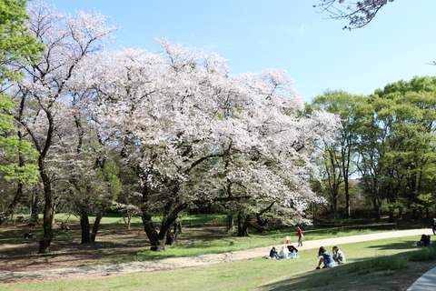IMG_7987砧公園
