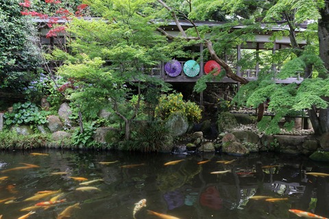 IMG_0658水中花池（書院・客殿間）