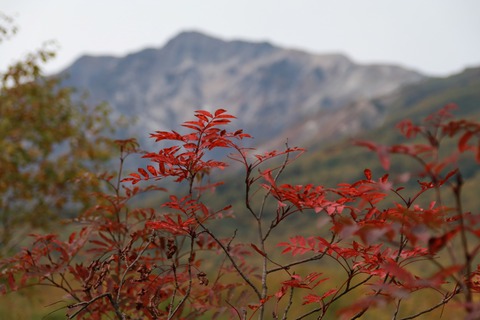 IMG_2136ナナカマド、白馬岳をバックに