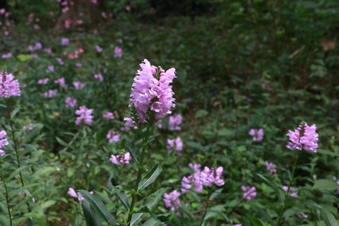 IMG_1738ハナトラノオ