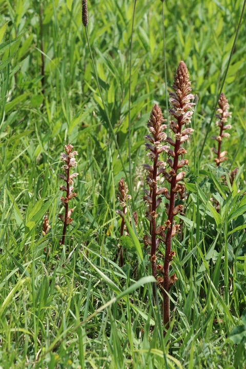 IMG_7313ヤセウツボ