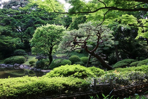 IMG_9418自然教育園日本庭園