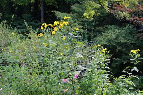 IMG_1746宿根ひまわり