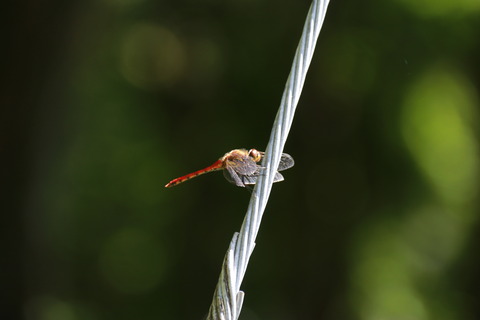 IMG_1671アキアカネ