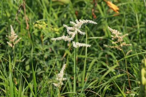 IMG_1013鎌池湿原ハナチダケサシ