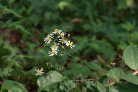 IMG_1663シロヨメナ