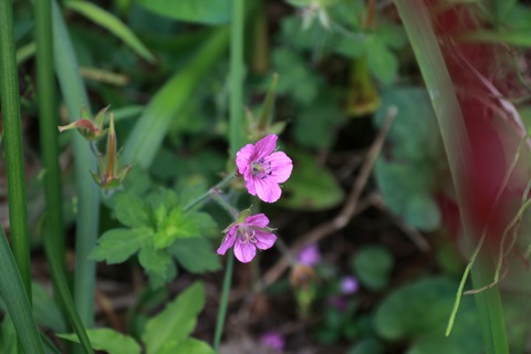 IMG_1851ゲンノショウコ