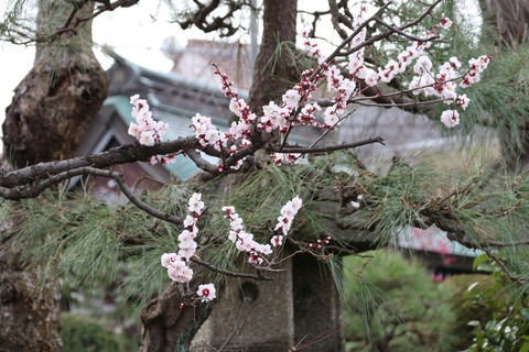 IMG_6418妙法寺
