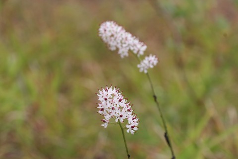 9月イワショウブ(白馬八方)