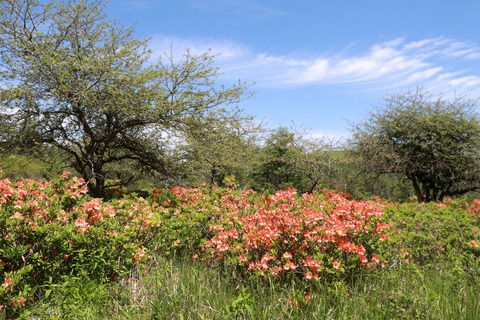 IMG_0095美しテラスへの道