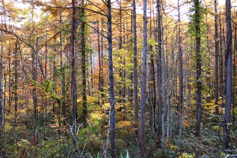 IMG_3137国道459号(会津若松裏磐梯線)