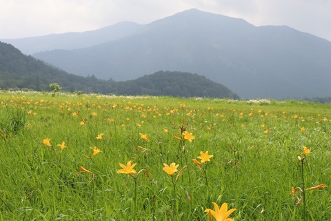 IMG_1508中田代南側のニッコウキスゲ群生地