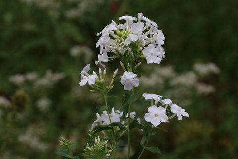 IMG_1849フロックス