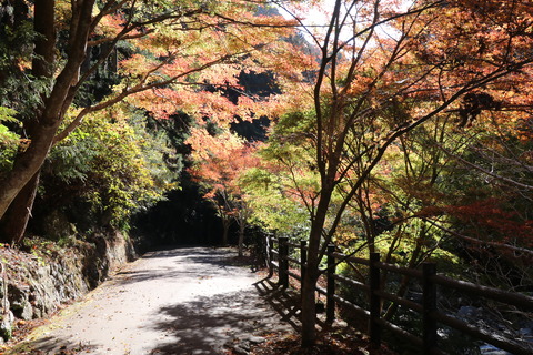 IMG_4705初景滝手前の遊歩道