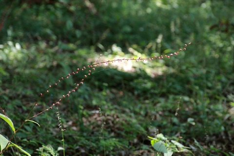 IMG_1661ミズヒキ