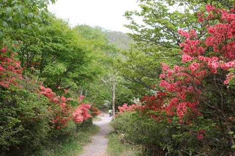 IMG_8822小沼つつじの道