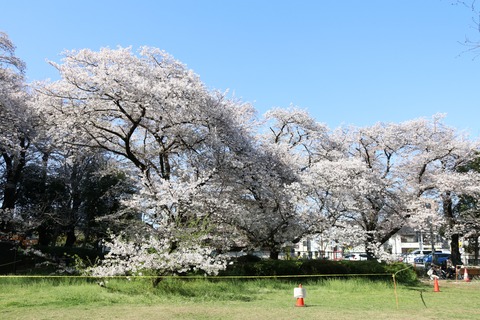 IMG_8037砧公園