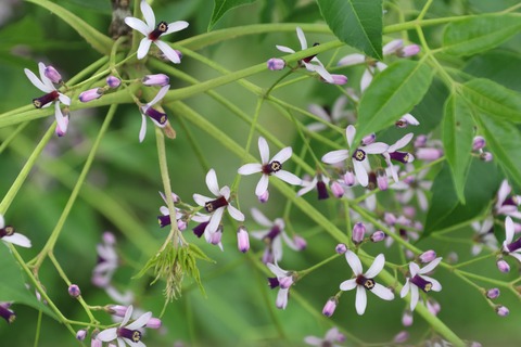 IMG_7582インドセンダンb