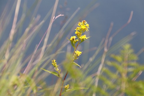 IMG_1125ミヤマアキノキリンソウ