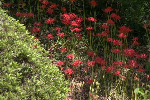 IMG_1968小石川植物園