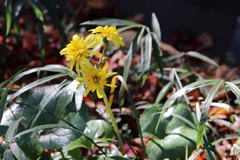 IMG_4467ヤエツワブキ