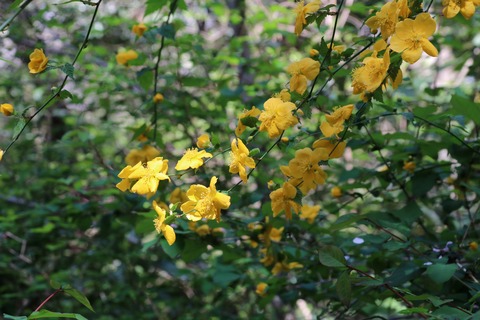 IMG_7907ヤマブキ