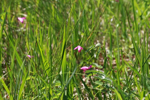 IMG_0658サワラン