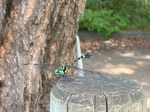 IMG_3909コオニヤンマ