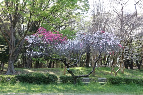 IMG_8038砧公園