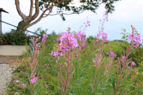 IMG_1449ヤナギラン八方山荘