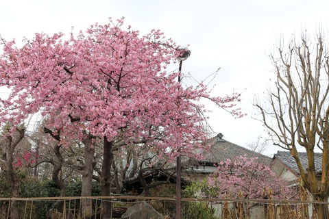 IMG_6416妙法寺