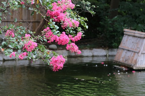 4IMG_1572高輪プリンスH日本庭園サルスベリ