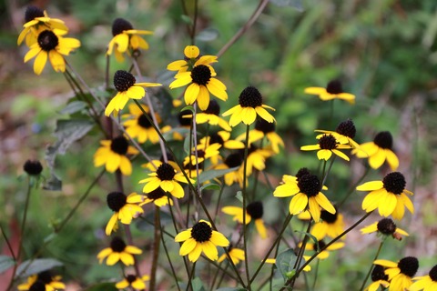 IMG_1854ルトベキヤ