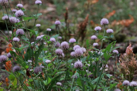 IMG_1830センニチコウ