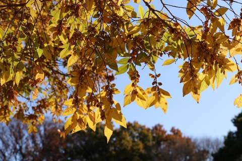 IMG_4384アキニレ