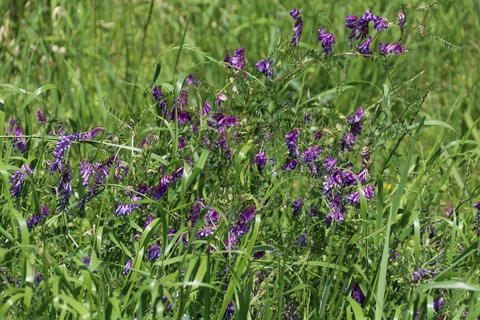 IMG_7365ナヨクサフジ