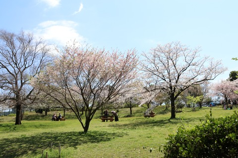 IMG_7916桜の谷