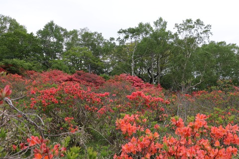 IMG_8941牧場の道を隔てた反対側