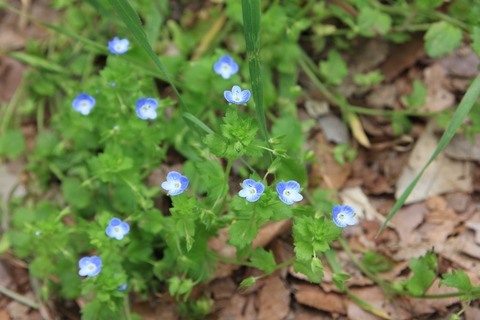 5月オオイヌノフグリ(砧公園)