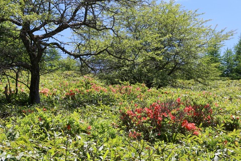 IMG_0137林道にて