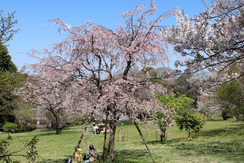 IMG_7933桜の谷