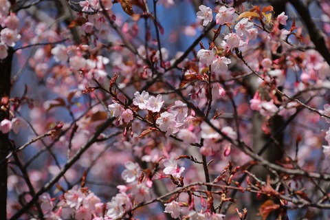 IMG_6907