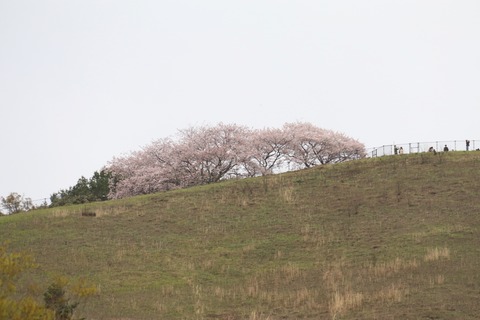 IMG_8260若草山